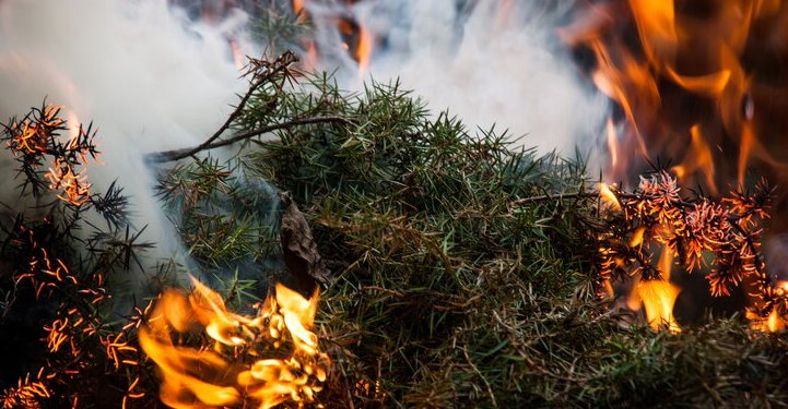 В Рязанском регионе пожароопасный сезон стартует с 1 апреля