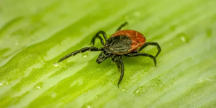 За неделю в Рязанском регионе от укусов клещей пострадали 33 человека