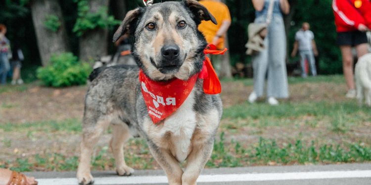 На выставке бездомных животных в Рязани 9 собаки и 4 кошки обрели хозяев