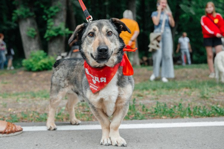 На выставке бездомных животных в Рязани 9 собаки и 4 кошки обрели хозяев