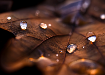 В День народного единства в Центральной России ожидается дождливая погода В День народного единства в Центральной России ожидается дождливая погода