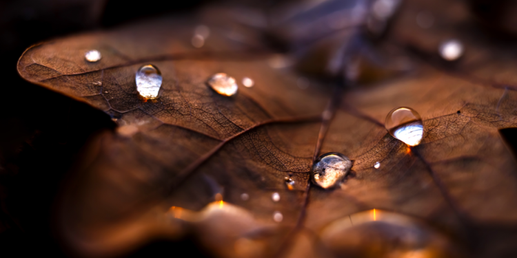 В День народного единства в Центральной России ожидается дождливая погода В День народного единства в Центральной России ожидается дождливая погода