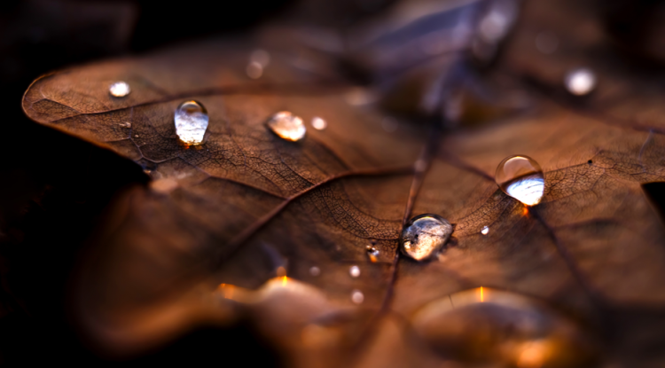 В День народного единства в Центральной России ожидается дождливая погода