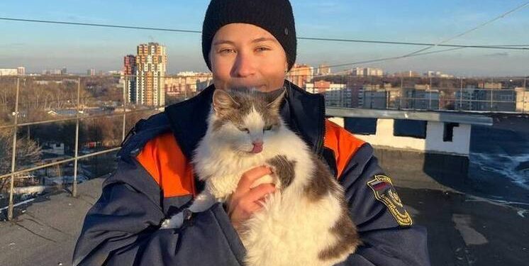 Рязанские волонтеры спасли двух котов