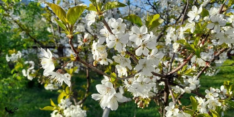 В субботу в Рязанской области потеплеет до +25 градусов В субботу в Рязанской области потеплеет до +25 градусов