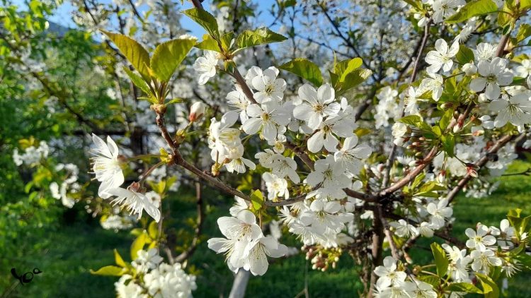 В субботу в Рязанской области потеплеет до +25 градусов