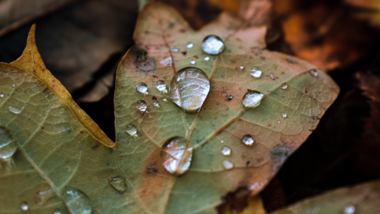 Синоптик Тишковец: в предстоящие выходные Центральную Россию накроют проливные дожди