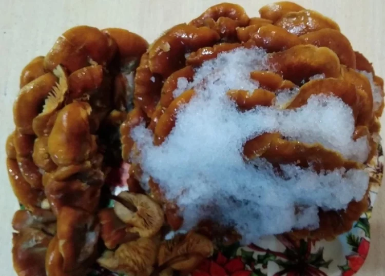 Рязанцы обнаружили на Рождество в лесу зимние опята