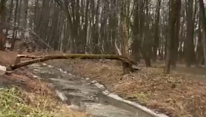 Рязанцев возмутило плачевное состояние Лесопарка