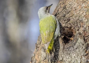 В рязанском ЦПКиО засняли дятла, внесенного в Красную книгу В рязанском ЦПКиО засняли дятла, внесенного в Красную книгу
