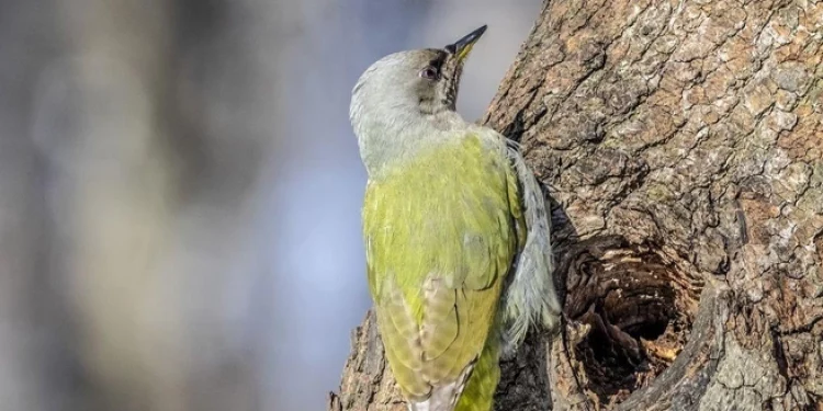 В рязанском ЦПКиО засняли дятла, внесенного в Красную книгу В рязанском ЦПКиО засняли дятла, внесенного в Красную книгу