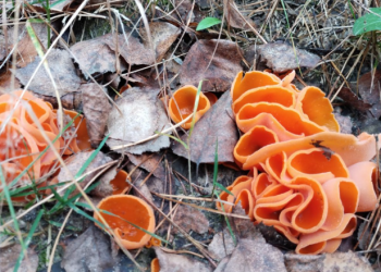 В рязанском лесу заметили ярко-оранжевый гриб В рязанском лесу заметили ярко-оранжевый гриб