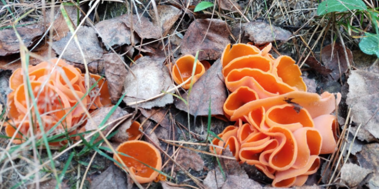 В рязанском лесу заметили ярко-оранжевый гриб