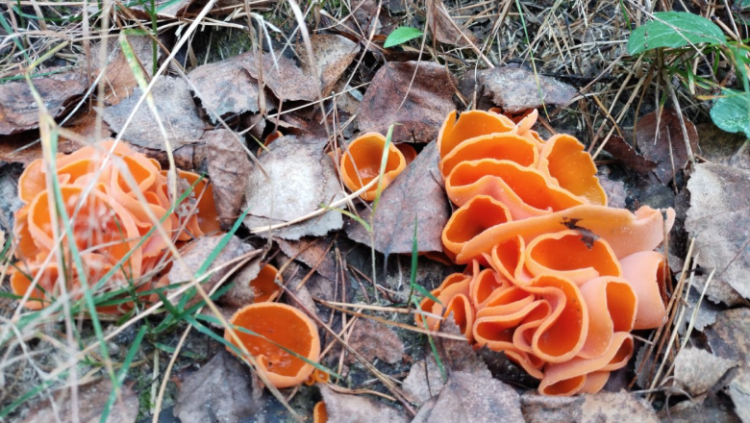 В рязанском лесу заметили ярко-оранжевый гриб