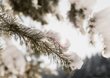 Тишковец: метеорологическая зима наступит в Центральной России во второй половине ноября Тишковец: метеорологическая зима наступит в Центральной России во второй половине ноября