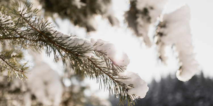 Тишковец: метеорологическая зима наступит в Центральной России во второй половине ноября