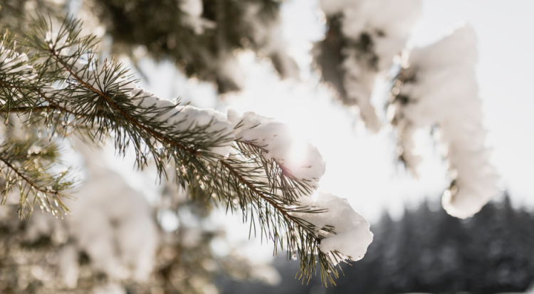 Тишковец: метеорологическая зима наступит в Центральной России во второй половине ноября