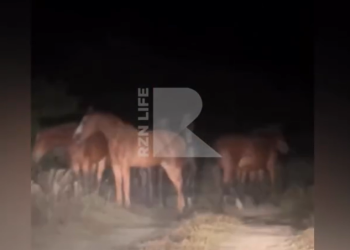 Под Рязанью засняли табун лошадей Под Рязанью засняли табун лошадей