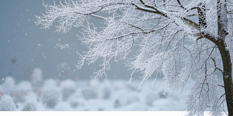 Синоптик Вильфанд: с 25 ноября в Центральной России наступит мягкая зима