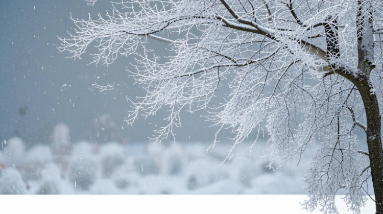 Синоптик Вильфанд: с 25 ноября в Центральной России наступит мягкая зима