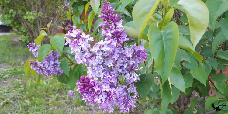 Во вторник в Рязанской области потеплеет до +26 градусов