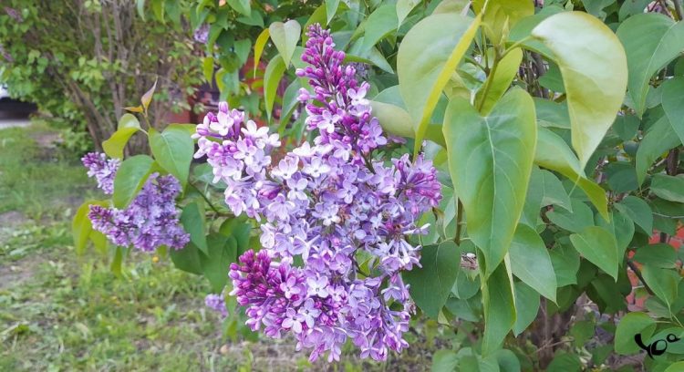 Во вторник в Рязанской области потеплеет до +26 градусов