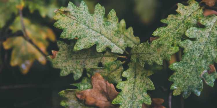 В субботу в Рязанской области ожидается небольшой дождь и до +15 градусов