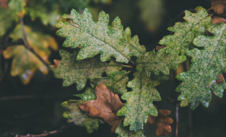 В субботу в Рязанской области ожидается небольшой дождь и до +15 градусов