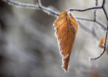 Синоптик Вильфанд предупредил россиян о заморозках в ближайшие дни