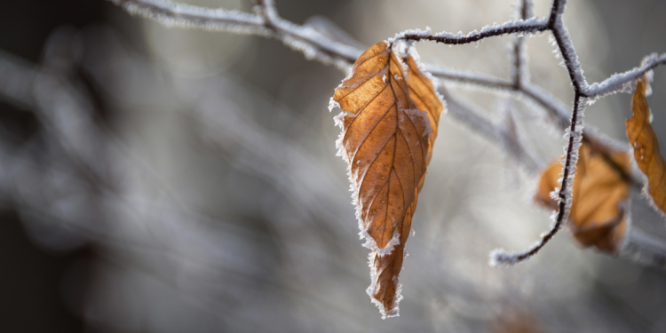 Синоптик Вильфанд предупредил россиян о заморозках в ближайшие дни