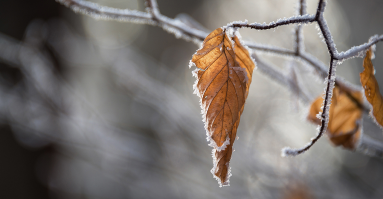 Синоптик Вильфанд предупредил россиян о заморозках в ближайшие дни