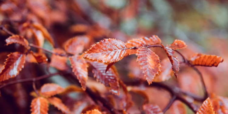 Синоптик Вильфанд: в выходные дни в Центральной России наступит осень