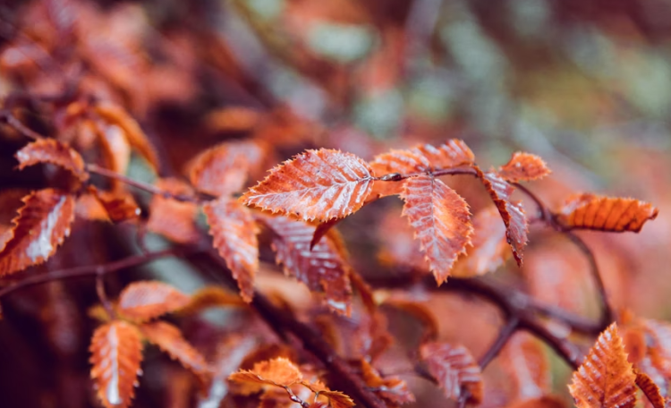 Синоптик Вильфанд: в выходные дни в Центральной России наступит осень