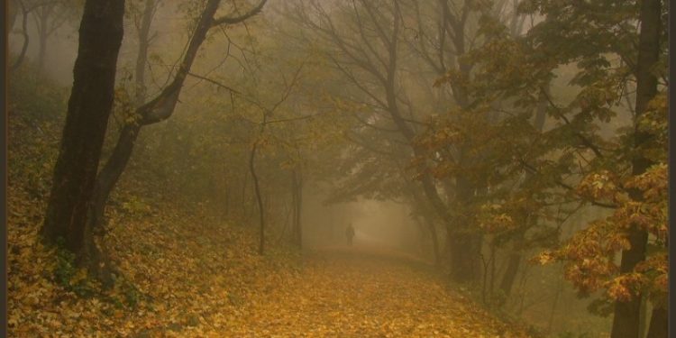 МЧС: 24 октября в Рязанской области ожидается сильный туман