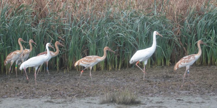 Выпущенного на волю стерха из Окского заповедника под Рязанью застрелил браконьер