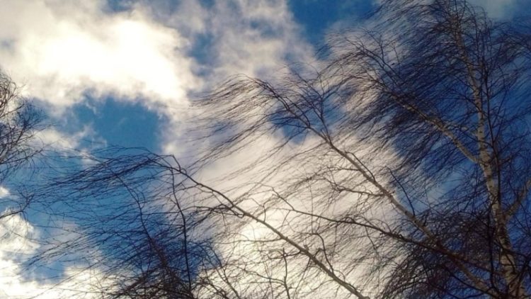 Рязанцев предупредили об усилении ветра до 17 метров в секунду