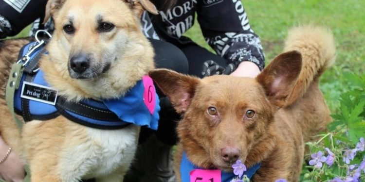 На выставке бездомных животных в Рязани пристроили 6 собак и 8 кошек