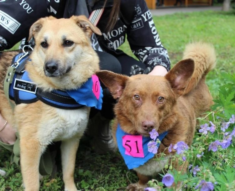 На выставке бездомных животных в Рязани пристроили 6 собак и 8 кошек