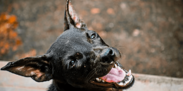 В рязанской Солотче объявлен 60-дневный карантин по бешенству