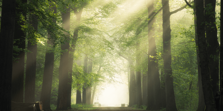 С начала 2025 года в рязанских лесах потерялись 15 человек С начала 2025 года в рязанских лесах потерялись 15 человек