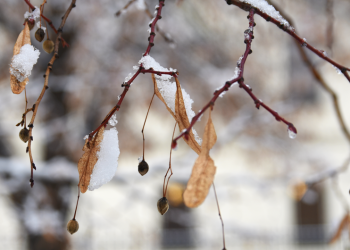 Тишковец: с 13 ноября в Центральной России сформируется снежный покров Тишковец: с 13 ноября в Центральной России сформируется снежный покров