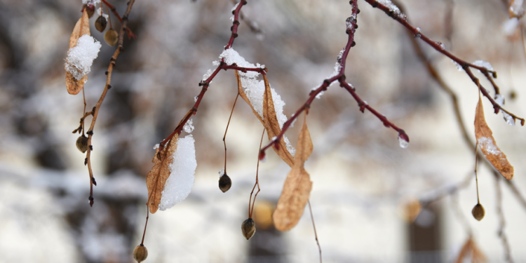 Тишковец: с 13 ноября в Центральной России сформируется снежный покров