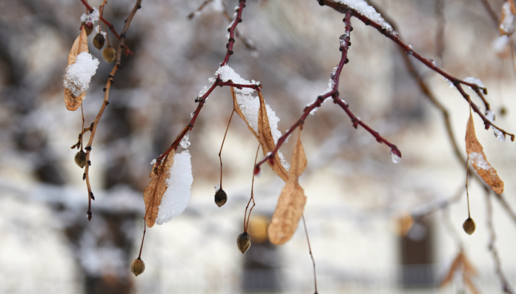 Тишковец: с 13 ноября в Центральной России сформируется снежный покров