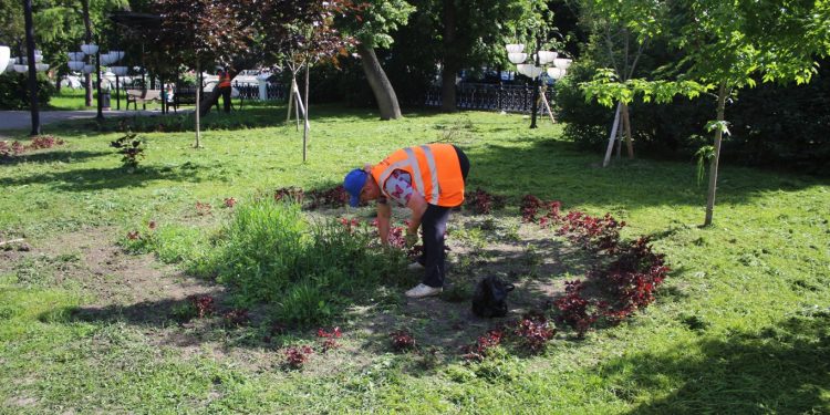 В рязанские клумбы высадили тагетис, колеус, петунию и герань В рязанские клумбы высадили тагетис, колеус, петунию и герань