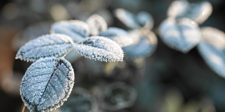 В ночь на 5 апреля в Рязанской области похолодает до -1 градуса