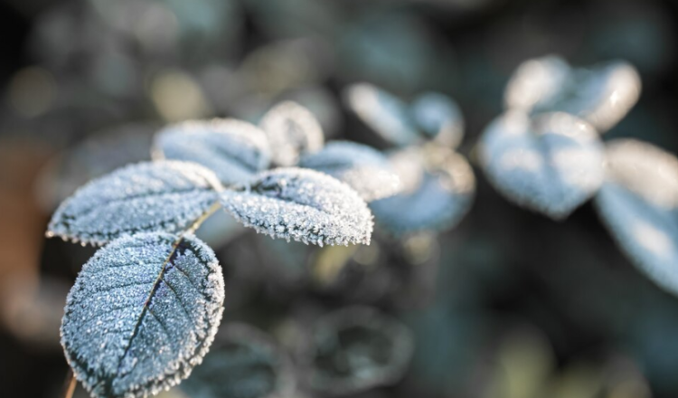 В ночь на 5 апреля в Рязанской области похолодает до -1 градуса