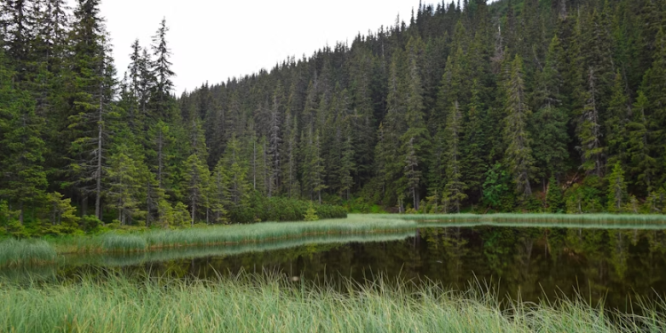 Рязанские волонтеры нашли троих заблудившихся в лесах грибников Рязанские волонтеры нашли троих заблудившихся в лесах грибников