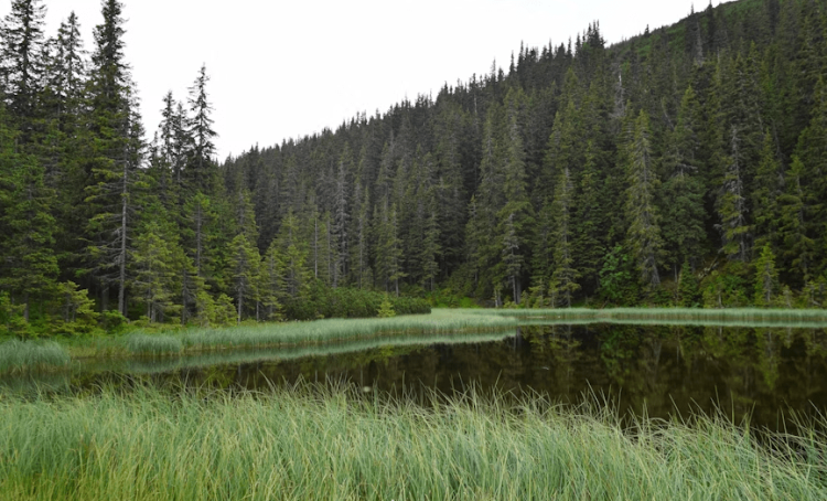 Рязанские волонтеры нашли троих заблудившихся в лесах грибников