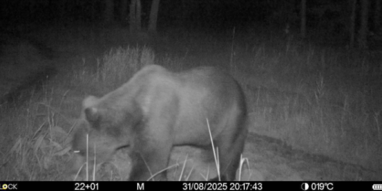 В рязанском Окском заповеднике фотоловушка засняла медведя