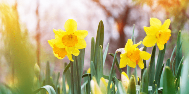 Во вторник в Рязанской области потеплеет до +28 градусов